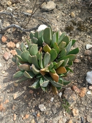 Acrodon