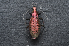 Carabus smaragdinus