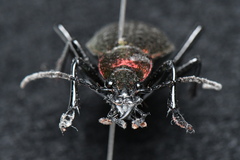 Carabus smaragdinus