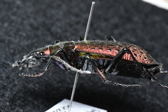 Carabus smaragdinus