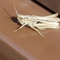 Chorthippus albomarginatus