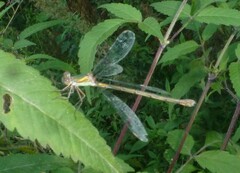 Lestes sponsa
