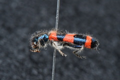 Trichodes sinae