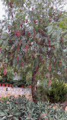 Schinus molle