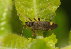 Closterotomus fulvomaculatus
