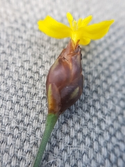 Xyris montana