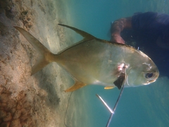 Trachinotus blochii