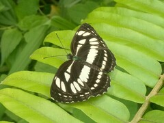Neptis