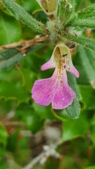 Ajuga iva