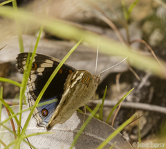 Junonia orithya