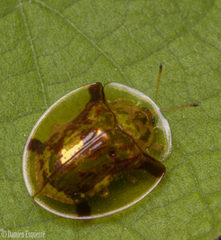 Aspidimorpha quadriradiata