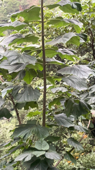Paulownia tomentosa