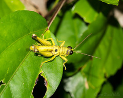 Ommatolampis perspicillata