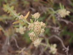Teucrium