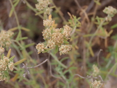 Teucrium