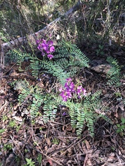 Indigofera australis