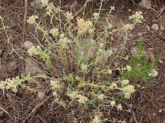 Teucrium