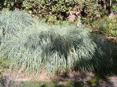 Cladium mariscus