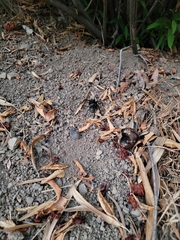 Aphonopelma johnnycashi