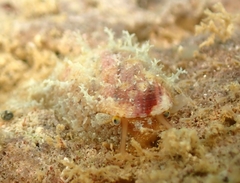 Stomatella auricula