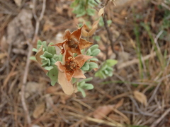 Cistus albidus