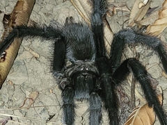 Aphonopelma johnnycashi