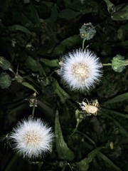 Sonchus oleraceus