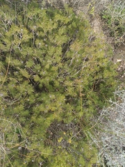 Serruria gremialis