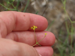 Bupleurum