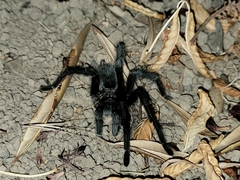 Aphonopelma johnnycashi