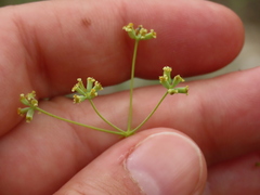 Bupleurum