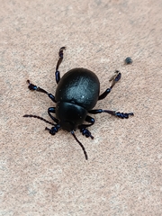 Timarcha goettingensis