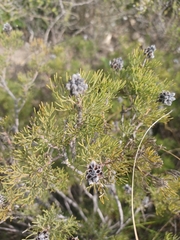 Serruria gremialis