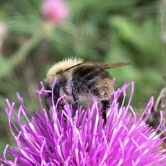 Bombus pascuorum