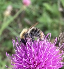 Bombus pascuorum