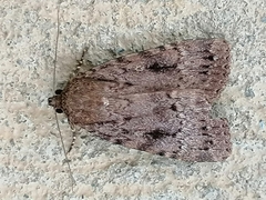 Amphipyra pyramidea