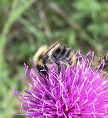 Bombus pascuorum