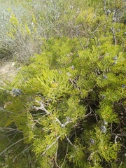 Serruria gremialis