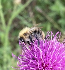 Bombus pascuorum
