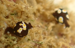 Colpodaspis thompsoni