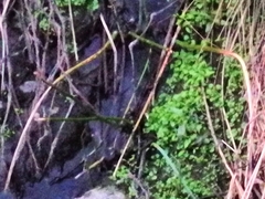 Callitriche stagnalis