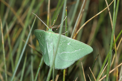 Thetidia smaragdaria