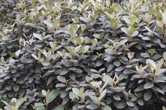Rhodomyrtus tomentosa