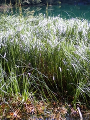 Cladium mariscus