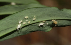 Macrosiphum daphnidis
