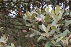 Rhodomyrtus tomentosa