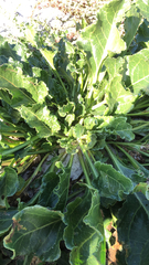 Beta vulgaris