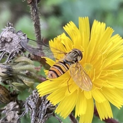 Episyrphus balteatus
