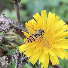 Episyrphus balteatus