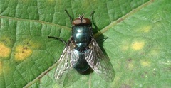 Phormia regina